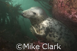 Grey Seal Introducing itself, Farne Isles England
nikon ... by Mike Clark 